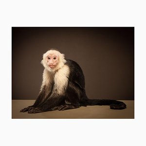 Tim Platt, Capuchin 1, 2014, Archival Pigment Print-OBQ-1092698