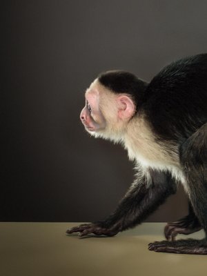 Tim Platt, Capuchin 3, 2014, Limited Edition Fine Art Print-OBQ-1357587