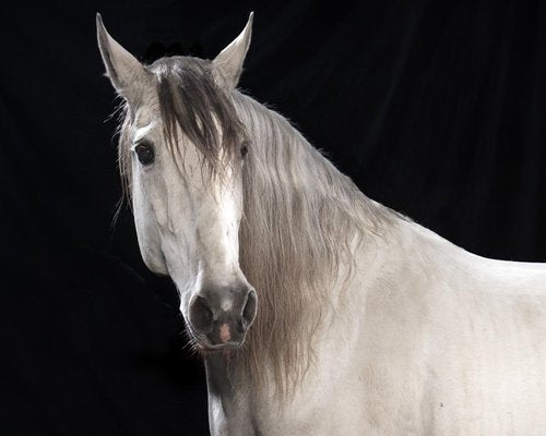 Tim Platt, Ehpico Datela Purebred Lusitano Stallion #5, Pigment Print, 2018-OBQ-942946