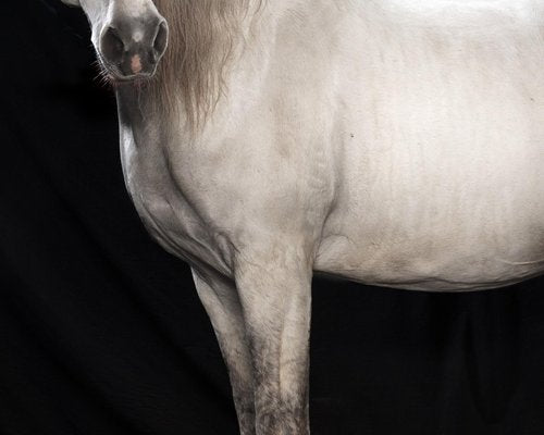 Tim Platt, Ehpico Datela Purebred Lusitano Stallion #5, Pigment Print, 2018-OBQ-942946