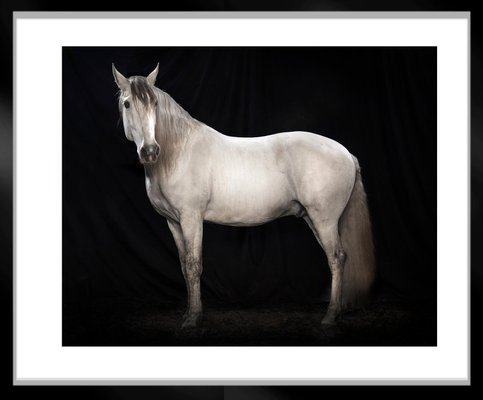 Tim Platt, Ehpico Datela Purebred Lusitano Stallion #5, Pigment Print, 2018-OBQ-942946