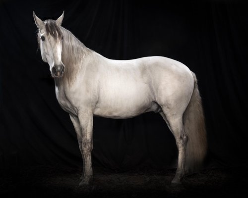 Tim Platt, Ehpico Datela Purebred Lusitano Stallion #5, Pigment Print, 2018-OBQ-942946