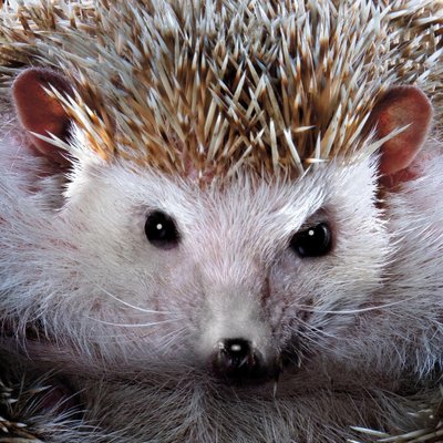 Tim Platt, Hedgehog #1, 2017, Archival Pigment Print-OBQ-1801571