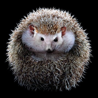 Tim Platt, Hedgehog #1, 2017, Archival Pigment Print-OBQ-1801571