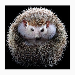 Tim Platt, Hedgehog #1, 2017, Archival Pigment Print-OBQ-1801571