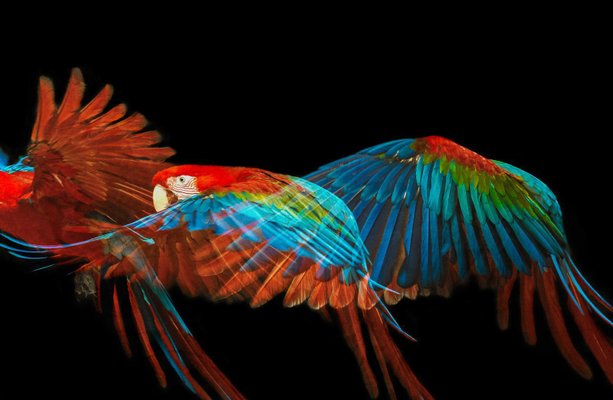 Tim Platt, Macaw #1, 2013, Archival Pigment Print-OBQ-942951