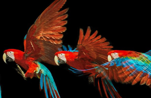 Tim Platt, Macaw #1, 2013, Archival Pigment Print-OBQ-942951