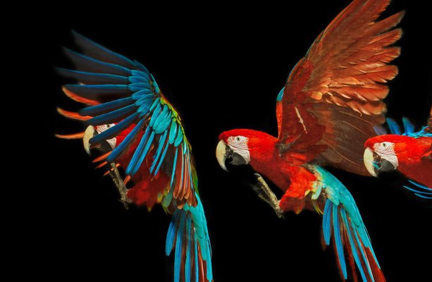 Tim Platt, Macaw #1, 2013, Archival Pigment Print-OBQ-942951