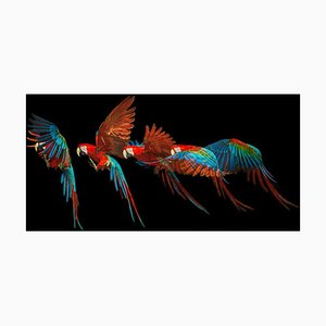 Tim Platt, Macaw #1, 2013, Archival Pigment Print-OBQ-942951