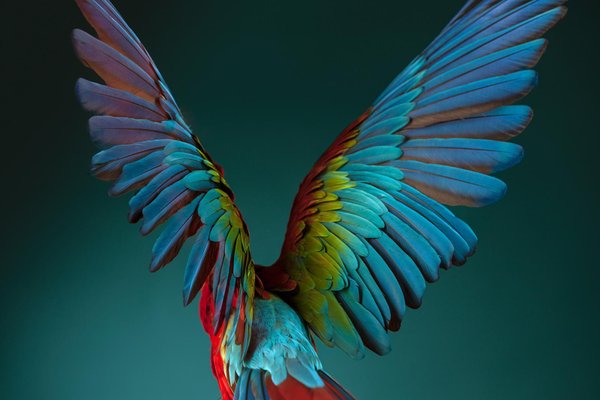 Tim Platt, Macaw #3, 2013, Archival Pigment Print-OBQ-942959