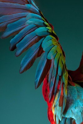 Tim Platt, Macaw #3, 2013, Archival Pigment Print-OBQ-942959