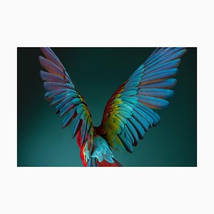 Tim Platt, Macaw #3, 2013, Archival Pigment Print-OBQ-942959