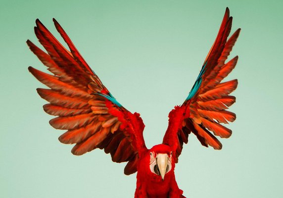 Tim Platt, Macaw #6, Limited Edition Fine Art Print, 2013-OBQ-1372553