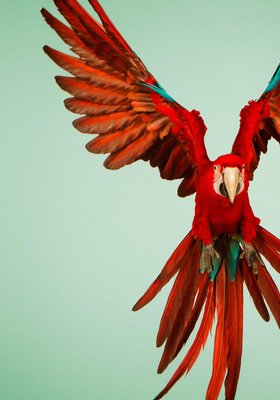 Tim Platt, Macaw #6, Limited Edition Fine Art Print, 2013-OBQ-1372553