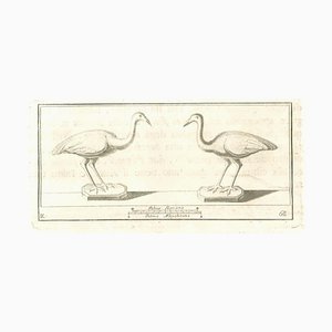 Various Authors, Birds Fresco, Etching, 18th Century-ZCI-1781800