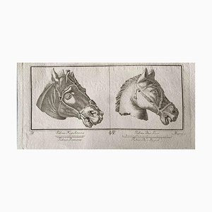 Various Old Masters, Animal Figures from Ancient Rome, Original Etching, 1750s-ZCI-1383062