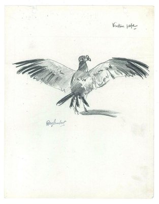 Vautour pape - Original Charcoal Drawing by Ray Lambert - Mid 20th Century Mid 20th Century-ZCI-758642