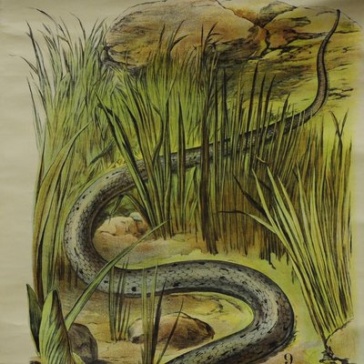 Vintage Adder / Grass Snake Pull Down Wall Chart-KJP-1149465