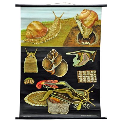 Vintage Apple Snail Escargot Poster Print Wall Chart by Jung Koch Quentell-KJP-1149301