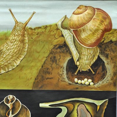 Vintage Apple Snail Escargot Poster Print Wall Chart by Jung Koch Quentell-KJP-1149301