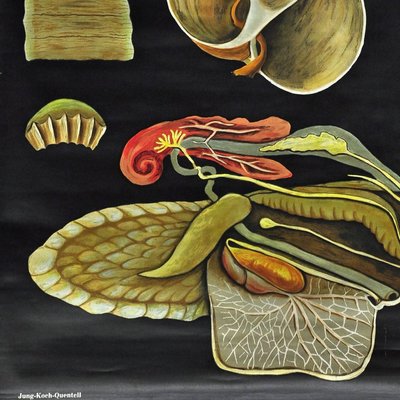 Vintage Apple Snail Escargot Poster Print Wall Chart by Jung Koch Quentell-KJP-1149301