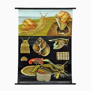 Vintage Apple Snail Escargot Poster Print Wall Chart by Jung Koch Quentell-KJP-1149301