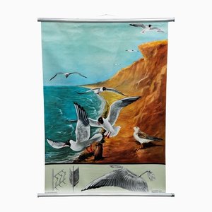 Vintage Birds Black-Headed Gull Wall Chart Picture Poster by Jung Koch Quentell-KJP-1149231