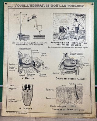 Vintage Cardboard Senses Poster-ROJ-1316814