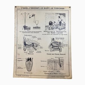 Vintage Cardboard Senses Poster-ROJ-1316814