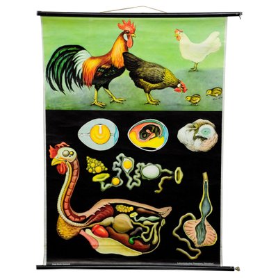 Vintage Country Style Chicken Hen Pull-Down Wall Chart by Jung Koch Quentell-KJP-1149463