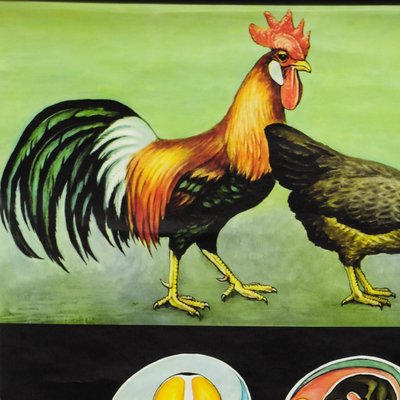 Vintage Country Style Chicken Hen Pull-Down Wall Chart by Jung Koch Quentell-KJP-1149463