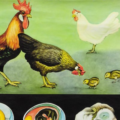 Vintage Country Style Chicken Hen Pull-Down Wall Chart by Jung Koch Quentell-KJP-1149463