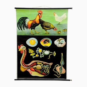 Vintage Country Style Chicken Hen Pull-Down Wall Chart by Jung Koch Quentell-KJP-1149463