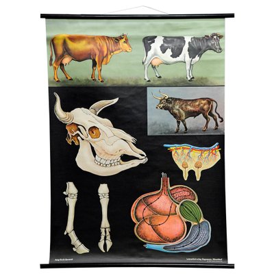 Vintage Deco Cattle Cow Anatomy Art Print Wall Chart Poster by Jung Koch Quentell-KJP-1149299