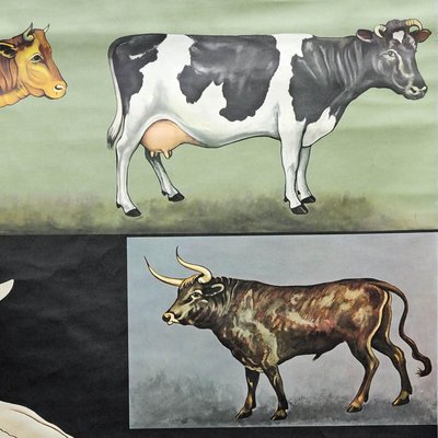 Vintage Deco Cattle Cow Anatomy Art Print Wall Chart Poster by Jung Koch Quentell-KJP-1149299