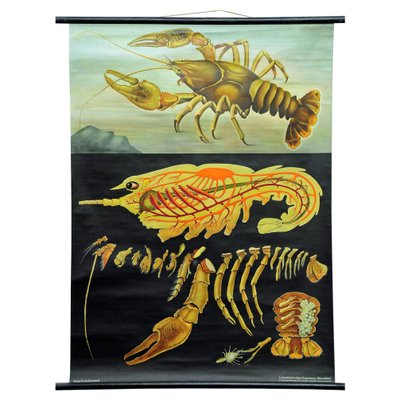 Vintage Deco Crayfish Maritime Poster Pull-Down Wall Chart by Jung Koch Quentell-KJP-1149300