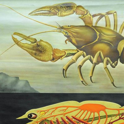 Vintage Deco Crayfish Maritime Poster Pull-Down Wall Chart by Jung Koch Quentell-KJP-1149300