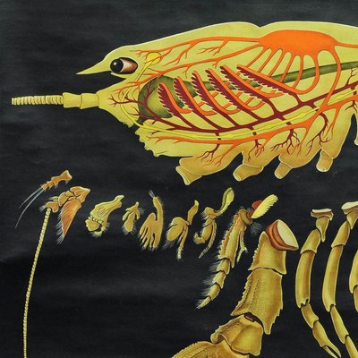 Vintage Deco Crayfish Maritime Poster Pull-Down Wall Chart by Jung Koch Quentell-KJP-1149300