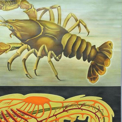 Vintage Deco Crayfish Maritime Poster Pull-Down Wall Chart by Jung Koch Quentell-KJP-1149300