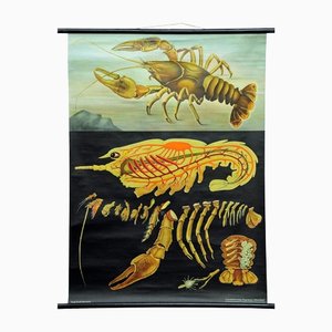 Vintage Deco Crayfish Maritime Poster Pull-Down Wall Chart by Jung Koch Quentell-KJP-1149300