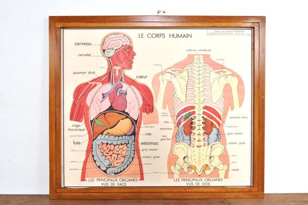 Vintage Double Sided School Posters in Frame of the Human Body, 1950s-AOX-2024623