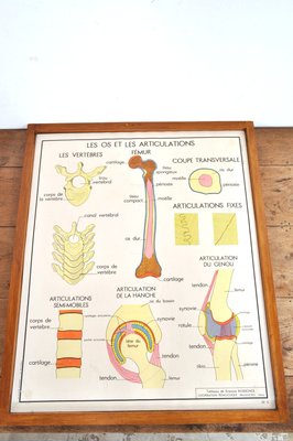 Vintage Double Sided School Posters in Frame of the Human Body, 1950s-AOX-2024623