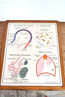 Vintage Double Sided School Posters in Frame of the Human Body, 1950s-AOX-2024623