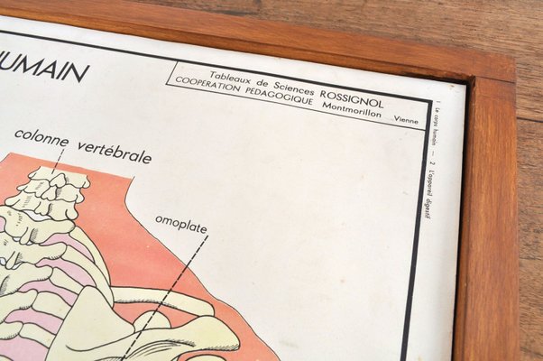 Vintage Double Sided School Posters in Frame of the Human Body, 1950s-AOX-2024623