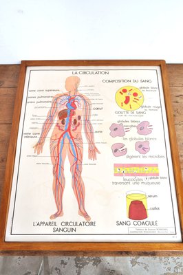 Vintage Double Sided School Posters in Frame of the Human Body, 1950s-AOX-2024623