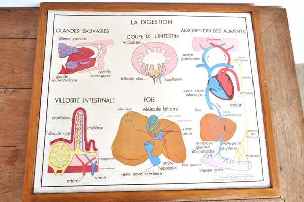 Vintage Double Sided School Posters in Frame of the Human Body, 1950s-AOX-2024623