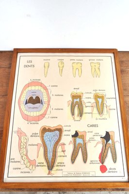 Vintage Double Sided School Posters in Frame of the Human Body, 1950s-AOX-2024623