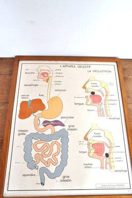 Vintage Double Sided School Posters in Frame of the Human Body, 1950s-AOX-2024623