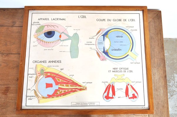 Vintage Double Sided School Posters in Frame of the Human Body, 1950s-AOX-2024623