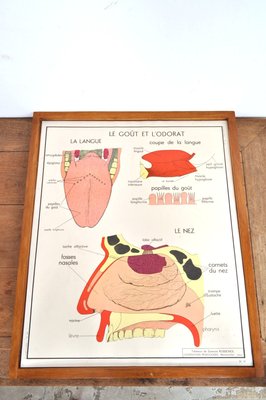 Vintage Double Sided School Posters in Frame of the Human Body, 1950s-AOX-2024623